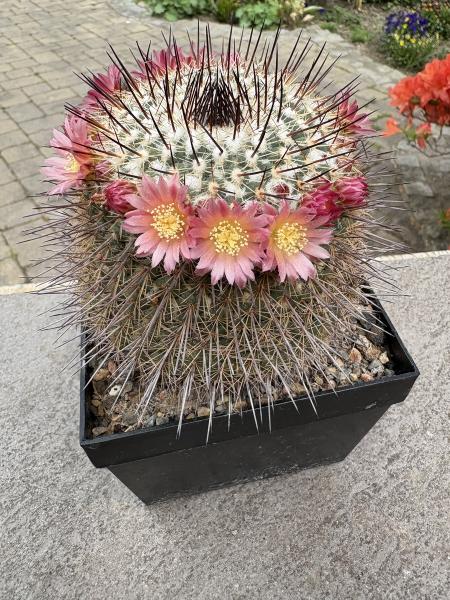 Mammillaria lindsay